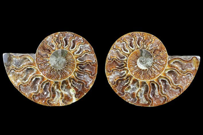 Cut & Polished Ammonite Fossil - Crystal Chambers #103073